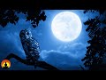 🔴 Sleep Music 24/7, Calm Music, Relaxing Music, Insomnia, Sleep Meditation, Study, Sleeping Music