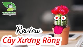 CÂY XƯƠNG RỒNG ra hoa và ý nghĩa - tác dụng kỳ diệu ít ai biết !!