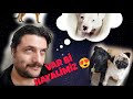 Köpeklerimin Son Durumu.Köpeklerle Vlog #animals #dog #pug #germanshepherd #doglover #doglife #pugs