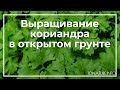 Выращивание кориандра в открытом грунте | toNature.Info