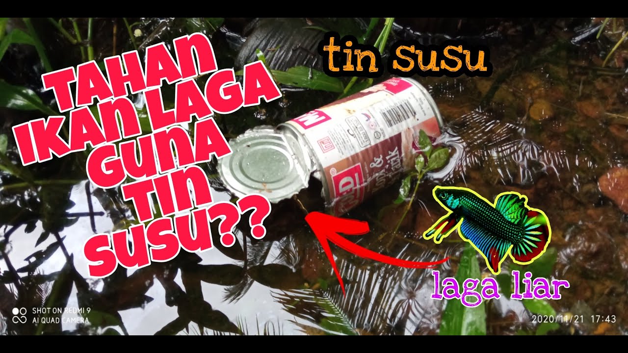 #EP7 Tangkap Ikan Laga Kampung Guna Tin Susu