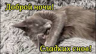 Котёнок Спит! 😍✨🥰Доброй Ночи Сладких Снов! 😴 ✨#Shorts