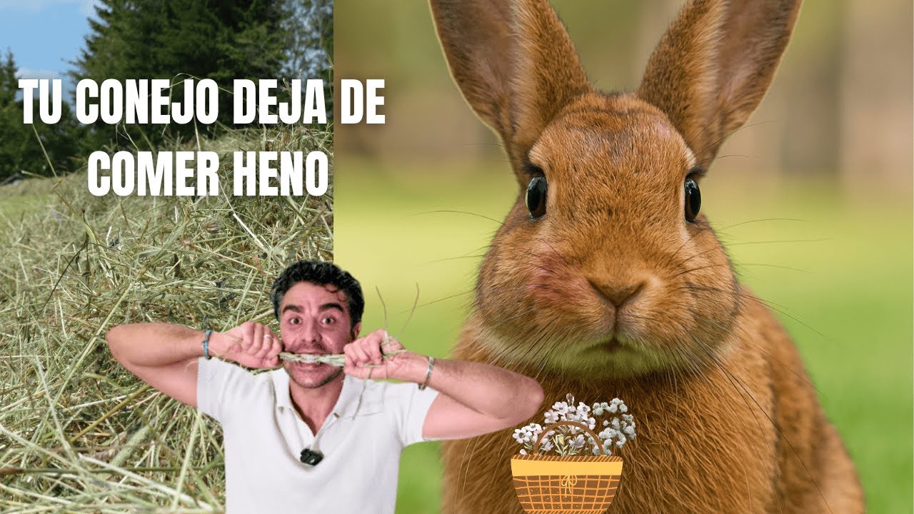 ¿Tu CONEJO no come heno? Esto es lo que NADIE te explica (y es grave)