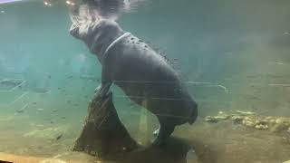 Resting Hippo 🦛 @ Adventure Aquarium