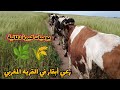 يوميات كبيرة دكالية رعي أبقار في القرية المغربي 