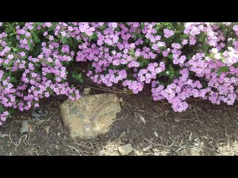 Video: Soapwort Plant: How to Grow Soapwort Groundcover