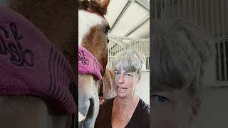 Best Smell Ever Horse Smell Ronnies Equine Siblings