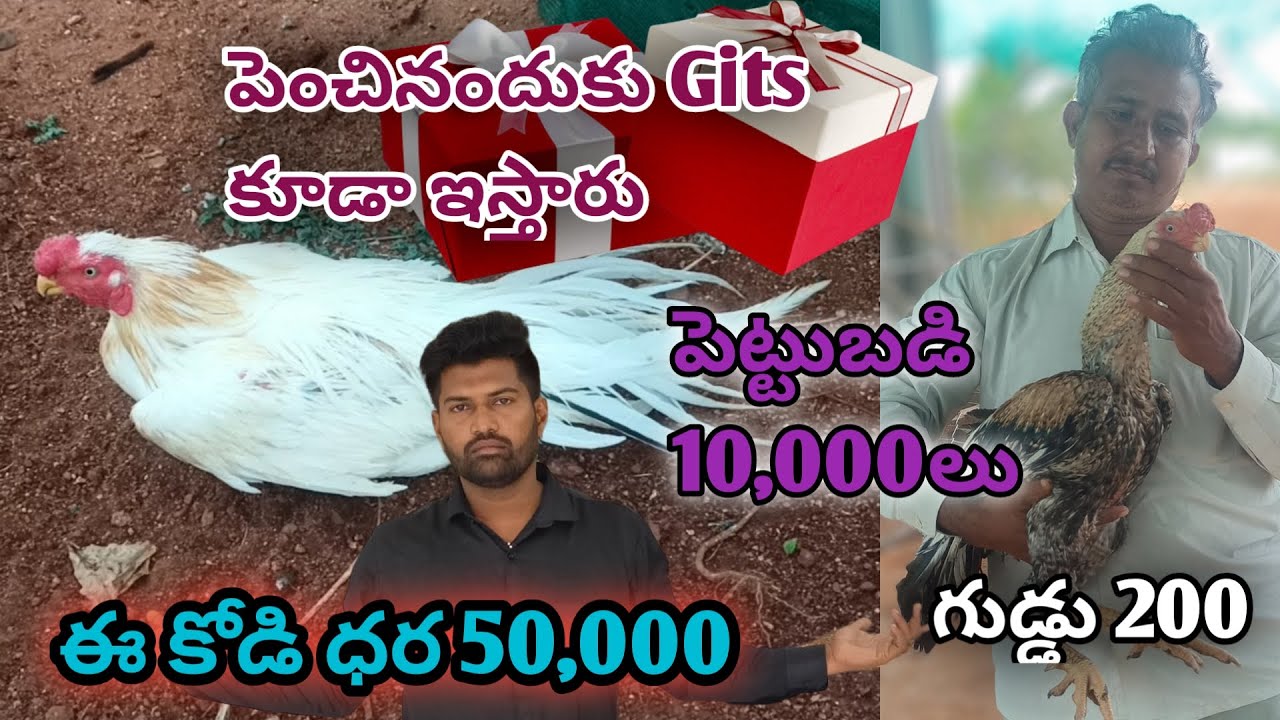 Natukodi farming in telugu | Small bussiness ideas in telugu | Aseel farming in telugu