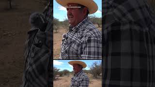 La víbora pichicuata