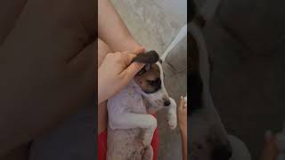A Fox Terrier puppy is treating its ears for ticks.  #youtube