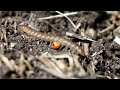 Macro video of a Millipede take with an MP-E 65mm 2.8 macro photo lens