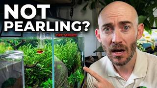 CO₂ Setup That Actually Works (No Pearling Problems, Healthy Plants)
