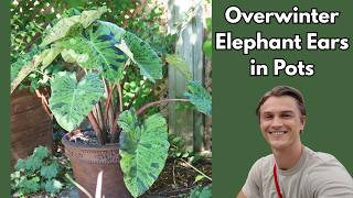 ELEPHANT EAR (Colocasia) - How to Overwinter Plants - Easy Method