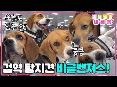 😎 천방지축 검역탐지견 <strong>비글</strong> 어벤져스의 반전 매력👍 / EP.1196 #TV동물농장 #AnimalFarm #SBSstory