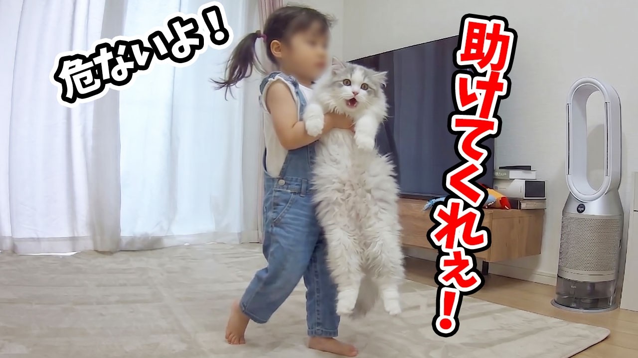 生まれて初めて経験する台風を見たい子猫vs危ないから避難させたい2歳娘！