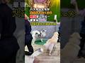 ハスキーたちが突然見えなくなる検証をしたら...最後は大変な事に⁉️⁉️ #ハスキー #大型犬 #検証