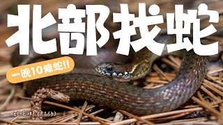 Sauter's Keelback Debut, Giant Red Bamboo Snake Steals the Show at Midnight! 10 Snakes in ONE Night