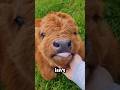 You Won’t Believe This Is a Real Cow 😳
