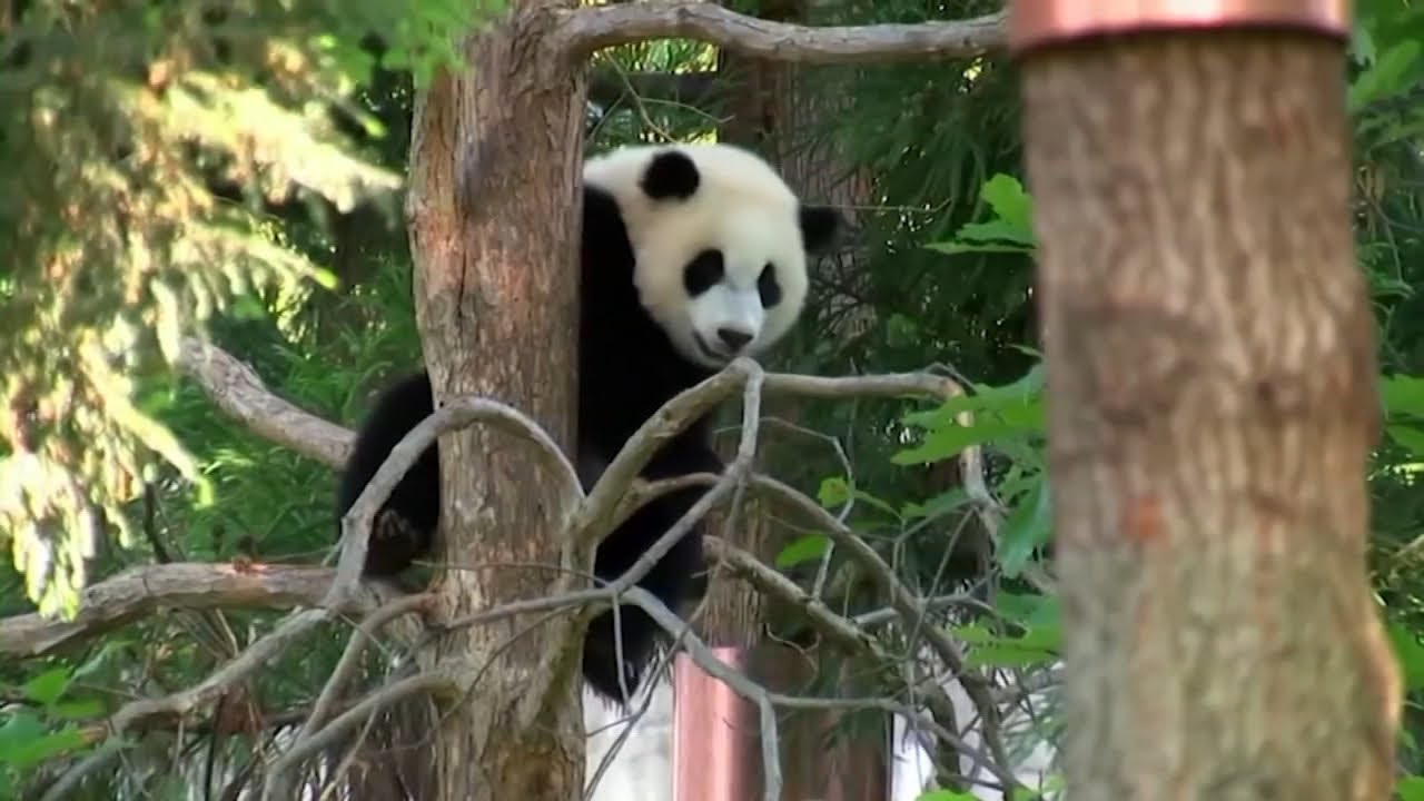 San Francisco Zoo gears up for giant pandas as it plans for multi