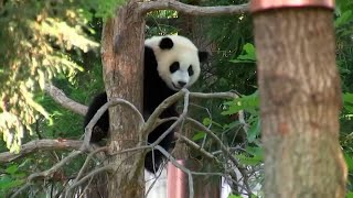 San Francisco Zoo gears up for giant pandas as it plans for multi-million dollar facility