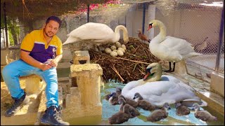Swan Nesting, Duck Ki Murgi Hunting Eggs, Free Range Duck Farm, Black Swan, Hsn Entertainment