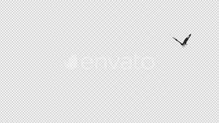 Caracara Hawk - 4K Flying Around - Transparent Loop | Motion Graphics - Videohive template
