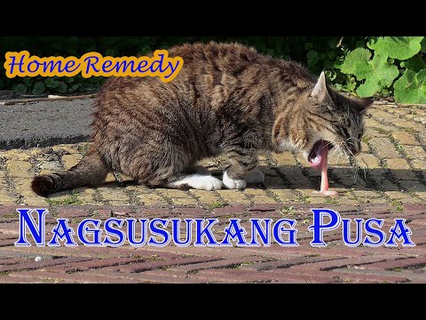 Video: Pagsusuka Sa Bile Sa Cats