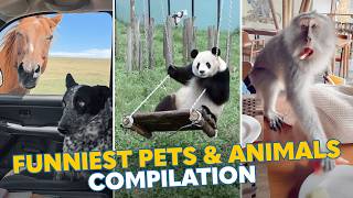 Funniest Pets And Animals Caught On Camera