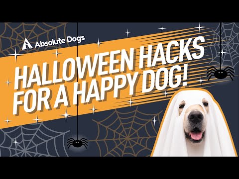 Video: Suggerimenti per la sicurezza di Halloween agghiaccianti per cani