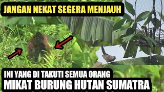 gawat.! gak masuk akal memang benar adanya ini yang di takuti semua orang mikat burung hutan sumatra