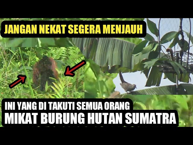 gawat.! gak masuk akal memang benar adanya ini yang di takuti semua orang mikat burung hutan sumatra class=