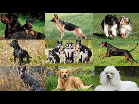 Video: 10 Ras Anjing Paling Cerdas