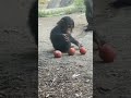 Great Ape Babies Are Getting Bigger at the L.A. Zoo!