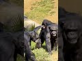 Great Ape Babies Are Getting Bigger at the L.A. Zoo!