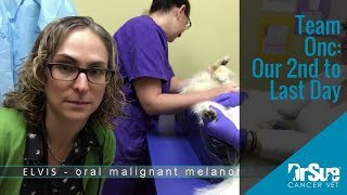 Our 2nd to Last Day: VLOG 15 - osteosarcoma, oral melanoma vaccine and cat with nasal cancer