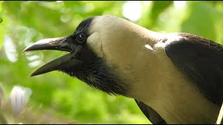 Crow birds unity anger and sounds