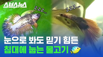 ※죽은 거 아님※ 잎사귀에 누워 자는 물고기? 자는 모습 직접 포착해봄 / 스브스뉴스