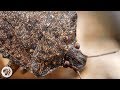 Samurai Wasps Say 'Smell Ya Later, Stink Bugs' | Deep Look