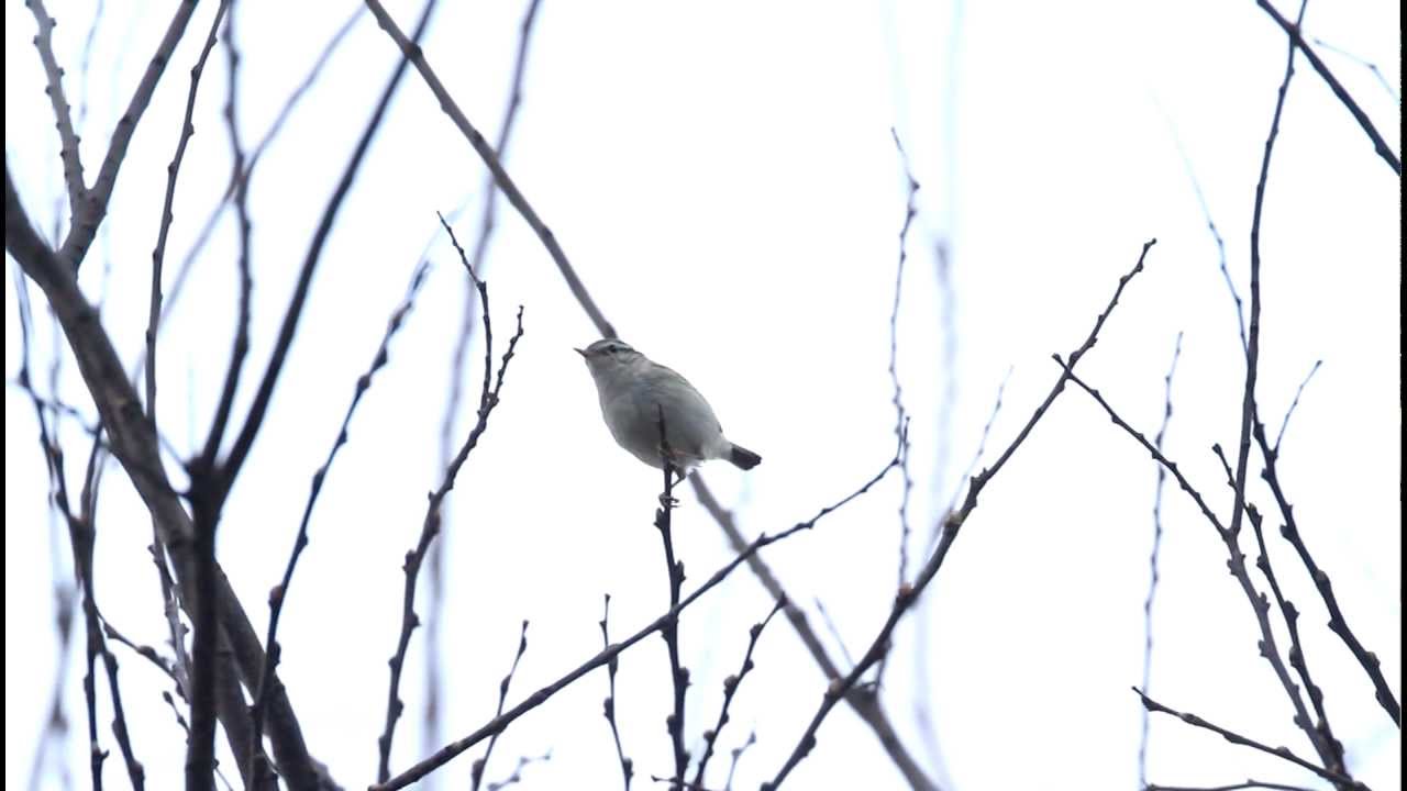 ♪鳥くん野鳥動画（香港)キマユムシクイYellow-browed Leaf-warbler 