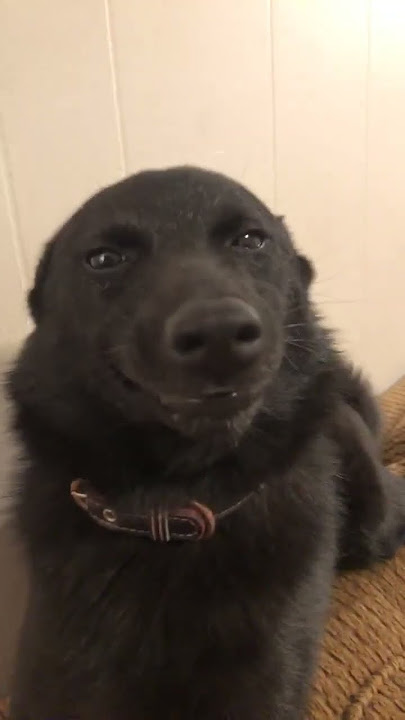Itsy the Smiley Dog || ViralHog
