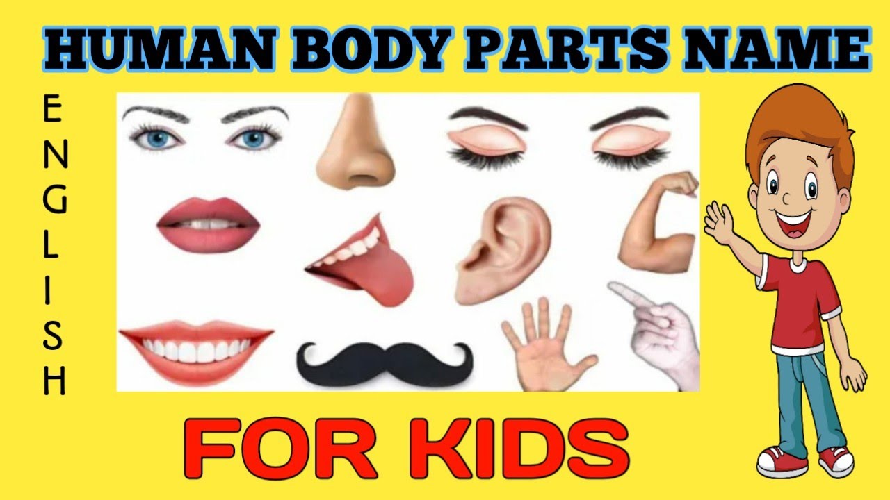 Learn parts of body name, body parts name in english, kids vocabulary