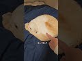 まんまるニャンモナイトでくつろぐ元野良のにゃんこ【保護猫ほっぺたろう】#shorts #猫のいる暮らし
