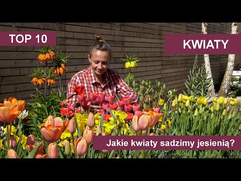 Wideo: Kwiat krokusa - sadzenie i pielęgnacja na otwartym polu