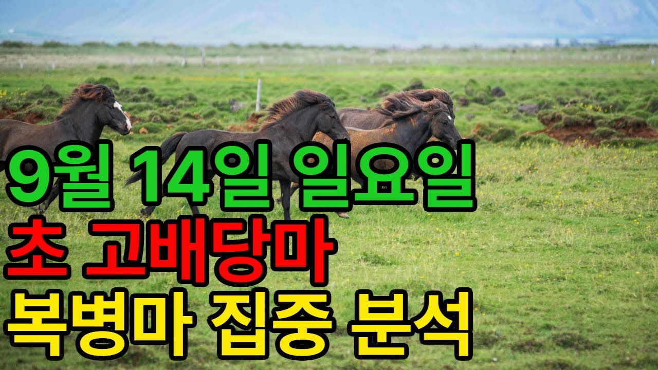 9월 14일 일요일 경마~“고배당 폭발 신호… 이 말이 움직인다!”ㅣ승전경마 전문가의 이변 포착” l 경마 l 경마정보 l 경마예상 l 코리아레이스 l 검빛경마