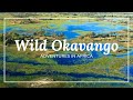 African Wildlife Documentary | Wild Okavango episode 1