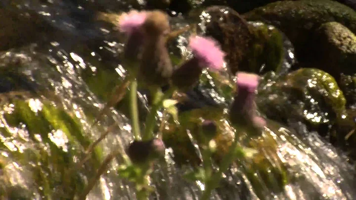 JVC ProHD HM100E test clip 01