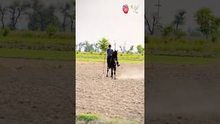 Lala tent pegging club #horse #trending
