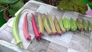 வீட்டில் வெண்டைக்காய் வளர்க்கலாம் வாங்க / home garden / ladies finger / veetil vendaikai valarkalam