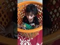 Our cute mikku hiding in basket  funny cuteness baby  cmfamilyculinarygigglestravel