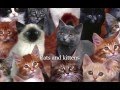 Cats and Kittens by Roger Subirana Mata